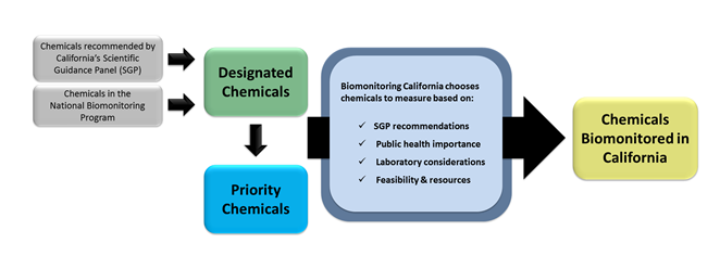 A flow chart showing the steps that a chemical goes through to become a designated chemical, a priority chemical, or a chemical biomonitored in California 